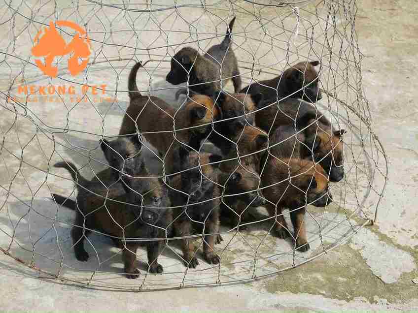 Mua bán chó becgie bỉ con Malinois tại Tphcm